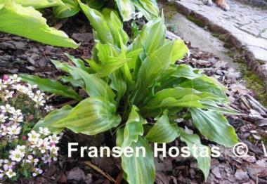 Hosta Ray of Hope