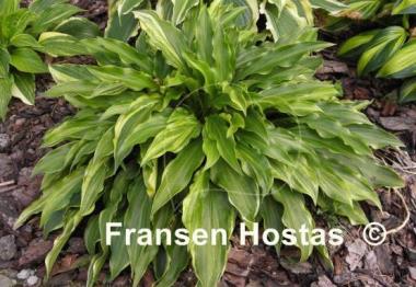 Hosta Ray of Hope