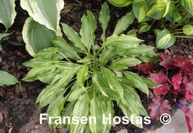 Hosta Ray of Hope