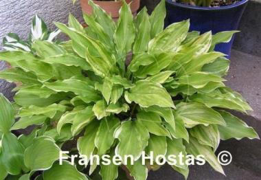 Hosta Ray of Hope