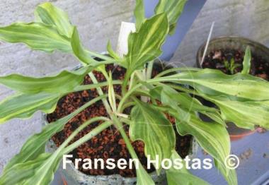 Hosta Ray of Hope