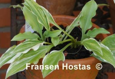 Hosta Ray of Hope