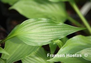 Hosta Razzle Dazzle