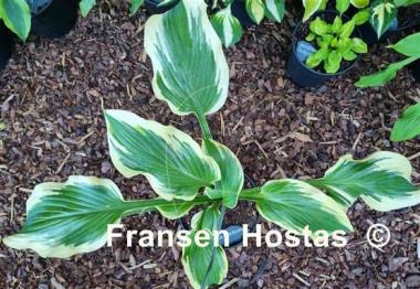 Hosta Razzmatazz