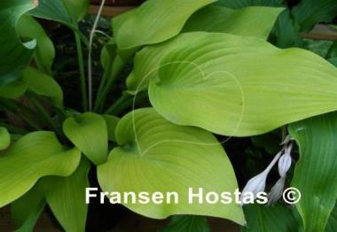Hosta Rebecca