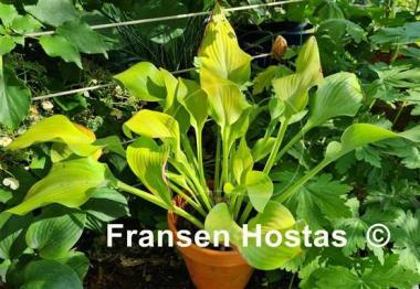 Hosta Rebecca