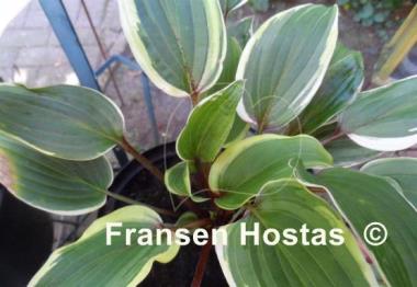 Hosta Red Alert