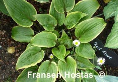 Hosta Red Alert