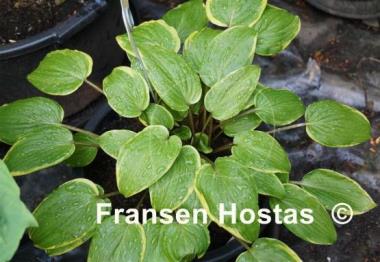 Hosta Red Alert