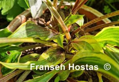 Hosta Red Alert