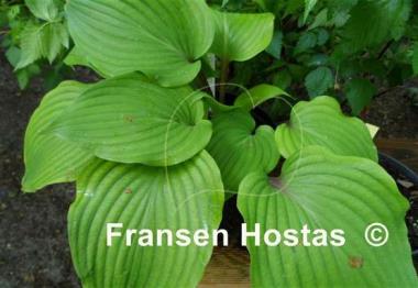 Hosta Red Bull