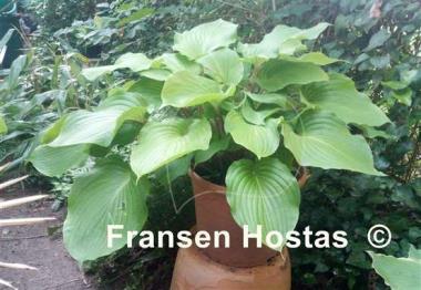 Hosta Red Bull