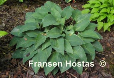Hosta Red Cadet