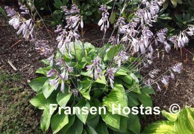 Hosta Red Cadet
