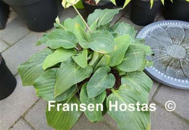 Hosta Red Cadet