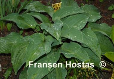 Hosta Red Cadet