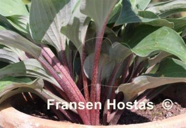Hosta Red Cadet