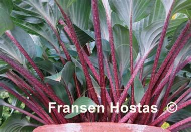 Hosta Red Cadet