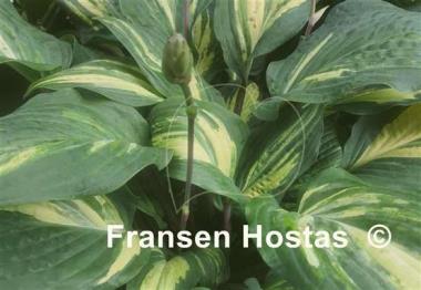 Hosta Red Cloud
