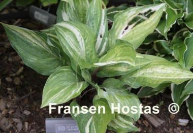 Hosta Red Cloud