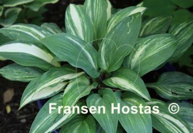 Hosta Red Cloud