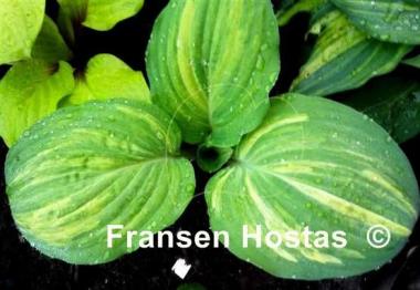 Hosta Red Cloud