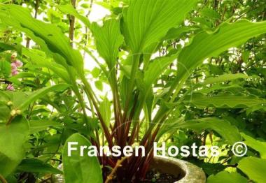 Hosta Red Dog