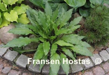 Hosta Red Dog