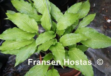 Hosta Red Dog