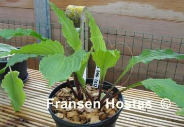 Hosta Red Dog