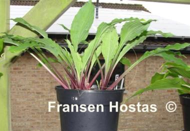 Hosta Red Dog