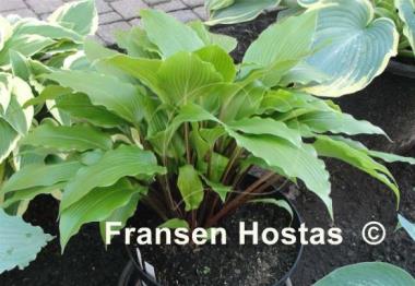 Hosta Red Dragon