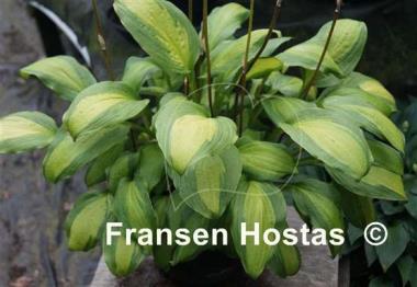 Hosta Red Hot Flash