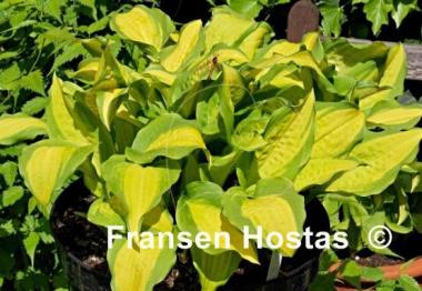 Hosta Red Hot Flash