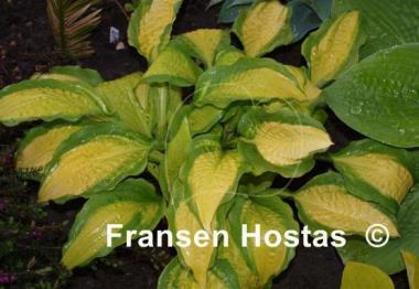 Hosta Red Hot Flash