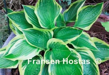 Hosta Red Hot Poker