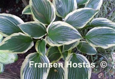 Hosta Red Hot Poker