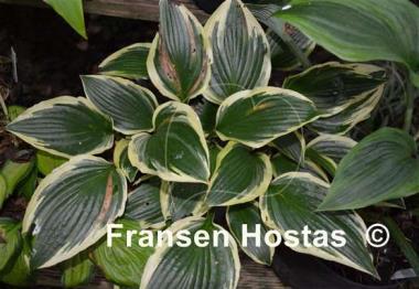 Hosta Red Hot Poker