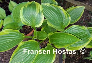 Hosta Red Hot Poker