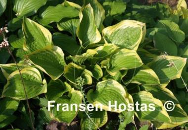 Hosta Red Hot Poker