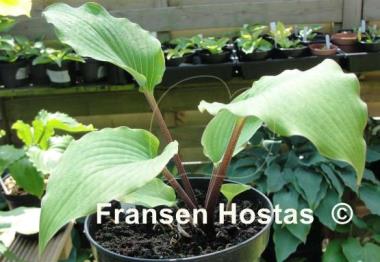 Hosta Red Imp