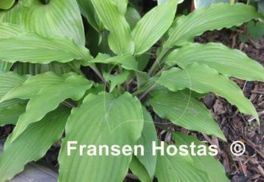 Hosta Red Neck Heaven