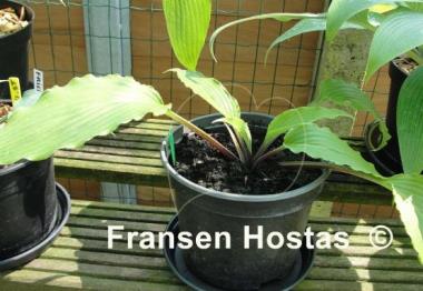 Hosta Red Neck Heaven