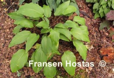 Hosta Red October