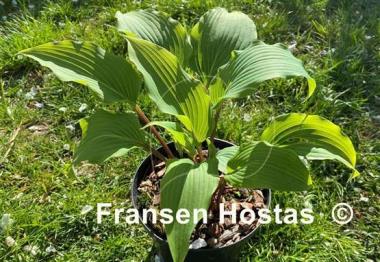 Hosta Red October