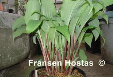 Hosta Red October