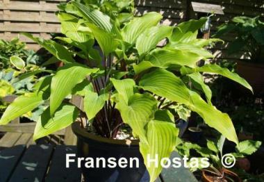 Hosta Red October