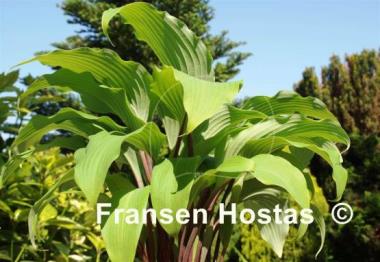 Hosta Red October