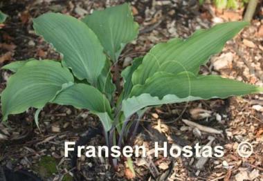 Hosta Red October