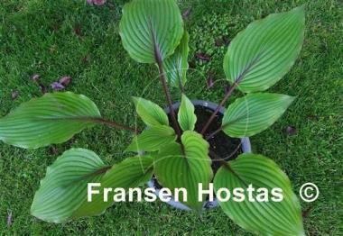 Hosta Red Racer